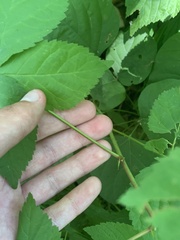 Rubus frondosus