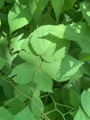 Rubus frondosus