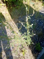 Melilotus albus