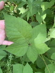 Rubus frondosus