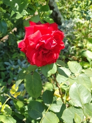 Rosa chinensis