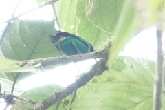 Chlorochrysa calliparaea