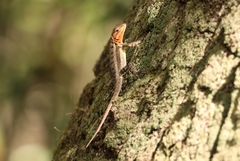 Sceloporus variabilis