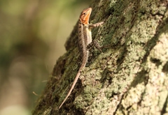Sceloporus variabilis