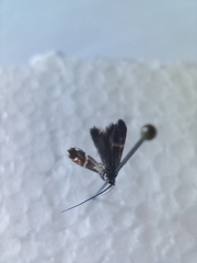 Adela australis