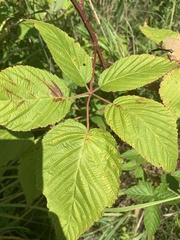 Rubus ablatus
