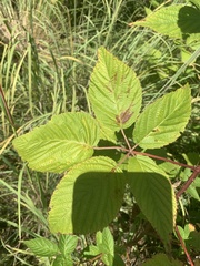 Rubus ablatus
