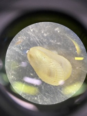 Brachidontes exustus