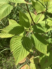 Rubus ablatus