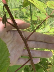 Rubus ablatus