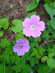 Geranium wallichianum