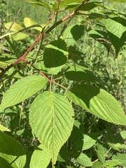 Rubus ablatus