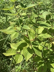 Rubus ablatus
