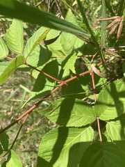 Rubus ablatus