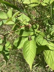 Rubus ablatus