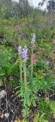 Veronica linariifolia