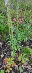 Veronica linariifolia
