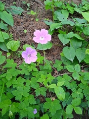 Geranium wallichianum
