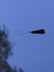 Athripsodes albifrons