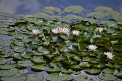 Nymphaea × marliacea