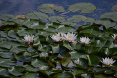 Nymphaea × marliacea