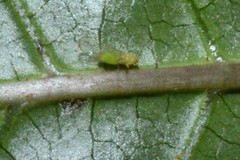 Powellia schefflericola