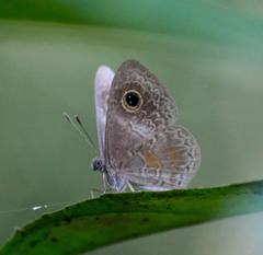 Perophthalma tullius