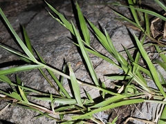Eriochloa procera
