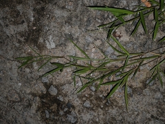 Eriochloa procera