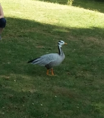 Anser indicus