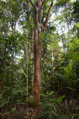 Eucalyptus pellita