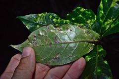 Powellia schefflericola