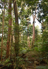 Eucalyptus pellita