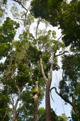 Eucalyptus pellita