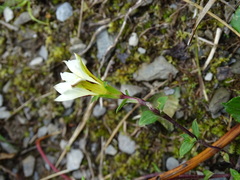 Gentiana scabrida