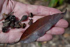 Eucalyptus pellita