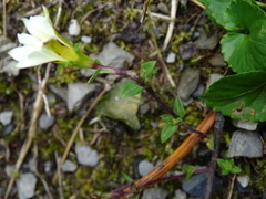 Gentiana scabrida