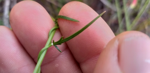 Image of Cyphia digitata by (c) kevin koen, some rights reserved (CC BY-SA)