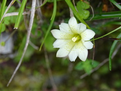 Gentiana scabrida