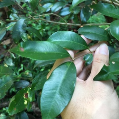 Syzygium formosanum