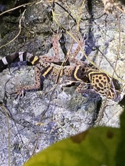 Goniurosaurus liboensis