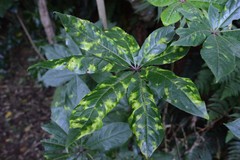 Powellia schefflericola