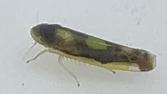 Eupteryx flavoscuta