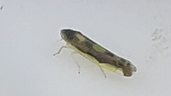 Eupteryx flavoscuta
