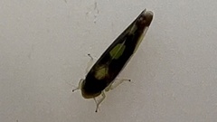 Eupteryx flavoscuta