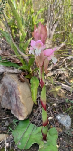 Sticky Satyre (Satyrium muticum)