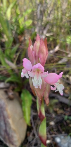 Image of Sticky Satyre by (c) kevin koen, some rights reserved (CC BY-SA)