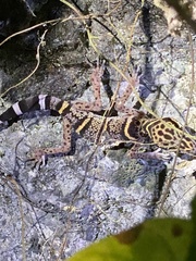 Goniurosaurus liboensis