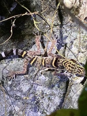 Goniurosaurus liboensis