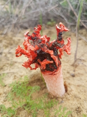 Lysurus corallocephalus